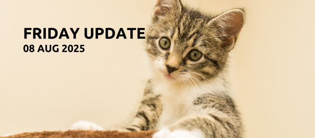 Caho Friday Update